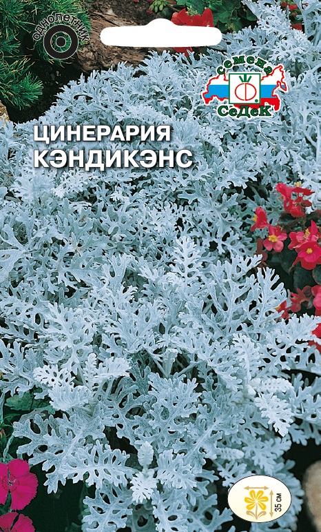 Семена цветов - Цинерария Кэндикенс  0,1 гр.
