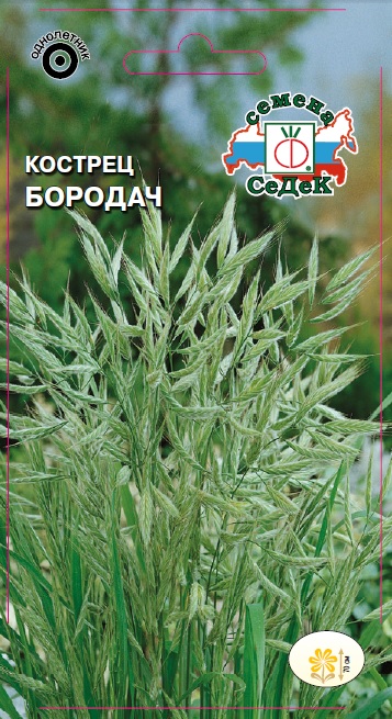 Семена цветов - Кострец Бородач  0,2 гр.